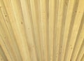 Dry palm leaves texture