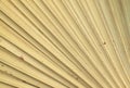 Dry palm leaves texture Royalty Free Stock Photo