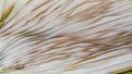 Dry palm leaves Royalty Free Stock Photo