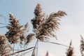 Dry pampas grass. Abstract natural background in neutral colors. Fluffy reed panicles outdoors. Selective focus