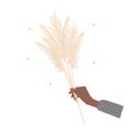 Dry pampas grass in african female hand. Beige cortaderia in boho style. Vector dried flower isolated on white