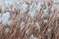 Dry pampas grass close-up, natural textures and background