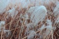 Dry pampas grass close-up, natural textures and background