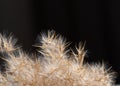 Dry pampas grass on a dark background. Close-up of villi and petals of common reed.