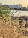 Dry pampas grass on the Kaban lake in the center of Kazan, Russia Royalty Free Stock Photo