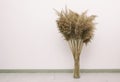 pampas grass in pot on parquet floor in the room