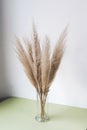 Dry pampas grass reed in glass vase. Minimal interior decoration concept