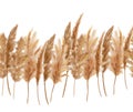 Dry pampas grass seamless frame stripe. Botanical watercolor dried plants repeated border, card design in boheniam style