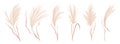 Dry Pampas Grass Vector Set. Watercolor Field Autumn Design Elements. Boho Fall Illustration Of Dried Plant