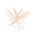 Dry pampas grass. Wedding bouquet design. Beige cortaderia in boho style. Vector flowers isolated on white background Royalty Free Stock Photo