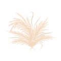 Dry pampas grass. Wedding bouquet design. Beige cortaderia in boho style. Vector flowers isolated on white background Royalty Free Stock Photo