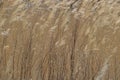 Dry panicle reed Royalty Free Stock Photo