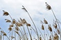 Dry panicles canes on a cloudy day against a gray sky. The sharpness of the Central spike Royalty Free Stock Photo