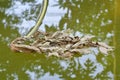 Dry papaya leaf falling on pool Royalty Free Stock Photo