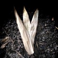 Dry papaya leaves