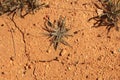 dry parched earth textures with weeds growing through the cracked drought affected farm land in rural Australia Royalty Free Stock Photo