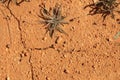 dry parched earth textures with weeds growing through the cracked drought affected farm land in rural Australia Royalty Free Stock Photo