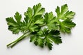 Dry Parsley on white background Royalty Free Stock Photo