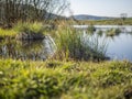 Dry patches of grass on the border of a lake in Switzerland