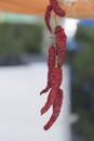 Dry peppers hanging from a thread