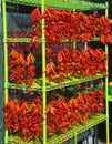 Dry peppers: Pimientos Choriceros Royalty Free Stock Photo