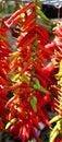 Dry peppers: Pimientos Choriceros, Royalty Free Stock Photo