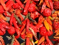Dry peppers: Pimientos Choriceros Royalty Free Stock Photo