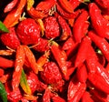 Dry peppers: Pimientos Choriceros Royalty Free Stock Photo