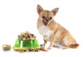 Dry pet food and fat chihuahua Royalty Free Stock Photo