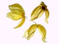 Dry physalis