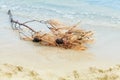 Dry Pine Branches With Cones Washed Up On The Sea Shore After Breaking Wave.