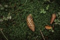 Dry pine cone on the grassy ground Royalty Free Stock Photo