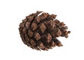 Dry pine cone isolated on white