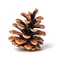 Dry pine cone isolated on white background Royalty Free Stock Photo