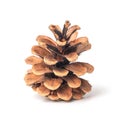 Dry pine cone isolated on white background Royalty Free Stock Photo