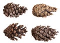 Dry pine cone isolated on white. Set