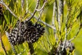 Dry pine cone on a pine tree in the green forest Royalty Free Stock Photo