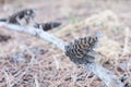 Dry pine cones on branch on the ground Royalty Free Stock Photo