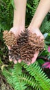 Dry pine cones in men's palms above the ground Royalty Free Stock Photo