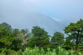 Pine-flag or pisha flamur is one of the attractions of Albania and Logar Park, which grows only in these places. Albania Royalty Free Stock Photo