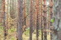 Pine forest with many trees at autumn