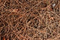 Dry pine needles texture. Royalty Free Stock Photo