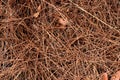 Dry pine needles texture. Royalty Free Stock Photo