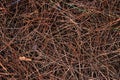 Dry pine needles texture. Royalty Free Stock Photo