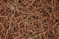 Dry pine needles texture. Royalty Free Stock Photo