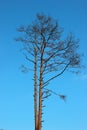 Dry pine tree against blue sky background