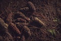 Dry pine tree cones on the ground Royalty Free Stock Photo