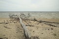 A dry pine tree lying on the beach of the Baltic sea, Kolca, Latvia Royalty Free Stock Photo