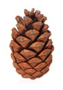 Dry pinecone Royalty Free Stock Photo