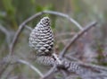 A dry pinecone surrounded by branches Royalty Free Stock Photo